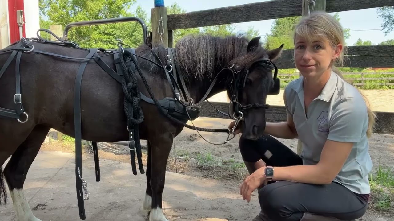 How to hitch up and drive a miniature horse