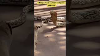 King Cobra No Match for Ferocious Mongoose π¦‘ππ #shorts King Cobra No Match for Ferocious Mongoose π¦‘ππ #shorts