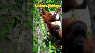 Some Primates, Like Tarsiers, Have...