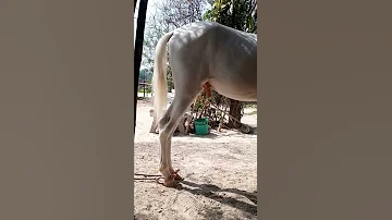 Nukra Horse 