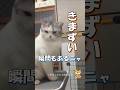 猫の気まずい瞬間７選 #海外 #動物 #funnyanimals
