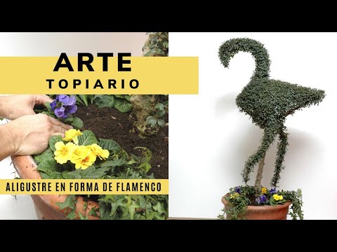 Vídeo: Com es poda un flamenc?