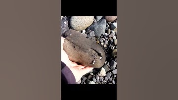 DEATH on the Seafloor to Glorious Fossil discovery  #shorts