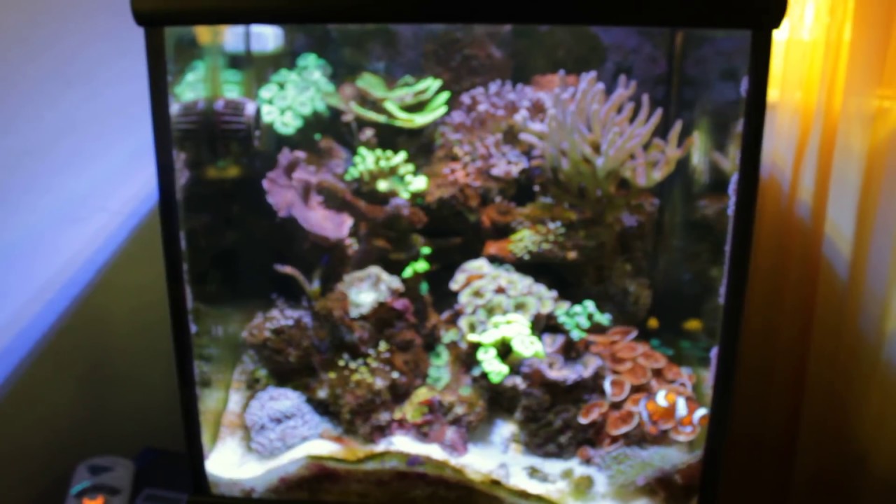 35 30 gallon reef tank update september 2015 youtube 30 gallon reef tank lighting