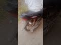 Without Number Plate Honda Shine Shine Honda Withoutnumberplate 