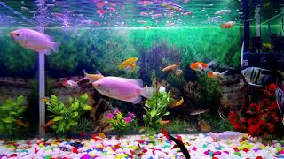 Best 4K UHD Aquarium for Relaxation Sleep Relax Meditation Music Screensaver sony a7iii screenshot 5
