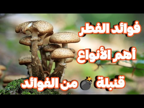 فوائد الفطر أهم انواع الفطر و كيفية حفظه