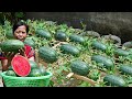 Super sweet watermelon selfgrown smart secrets for costefficient cultivation