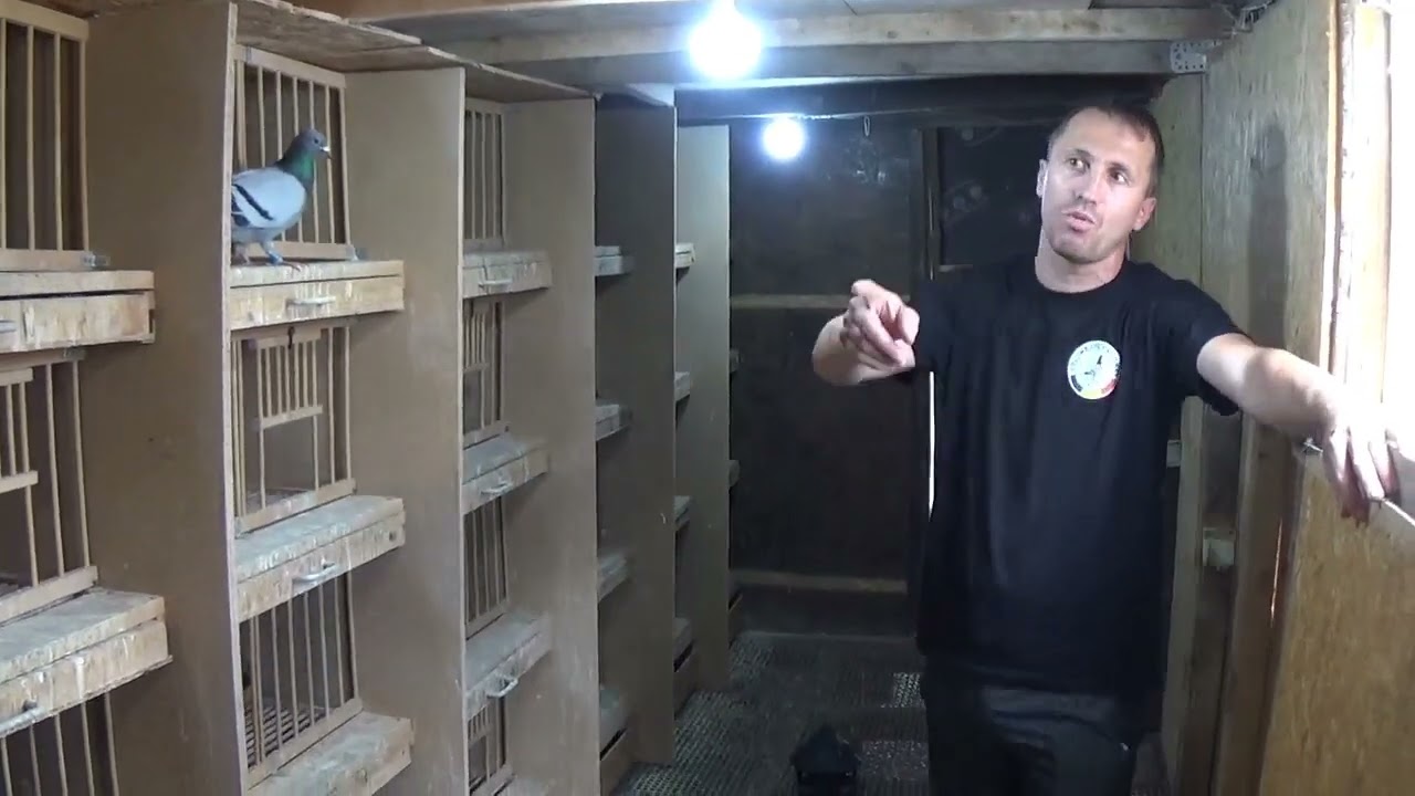 Columbofil dl Zibilianu Catalin Prahova Romania porumbei de zbor 5 iunie 2022