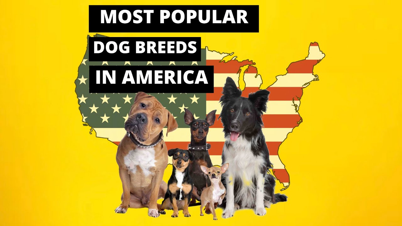 Most Popular Dog Breeds in America YouTube