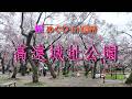 桜めぐり🌸春の旅 in 信州　「高遠城址公園の桜」