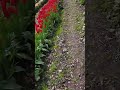 Baby Falls into Tulips