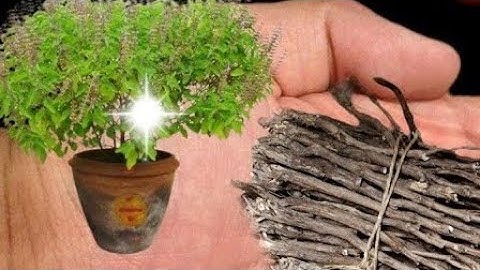 13 अक्टूबर सोमवार अहोई अष्टमी के दिन तुलसी की सूखी लकड़ी से कर लेना ये 1 उपायPradeep Ji Mishra