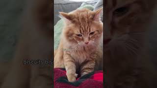 Working a double shift at the biscuit factory #cat #kitty #kitten #funnycats @walter.the.catt