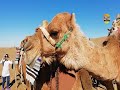 انسان وحشی و حیوانات اهلی ی دوست 