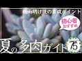 【多肉植物】初心者におすすめ！初夏の今やっておきたいこと、やってはいけないこと！