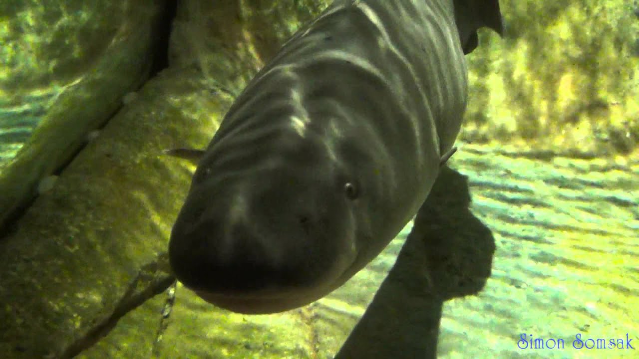 ปลาไหลผีอะบาอะบา Big African knifefish - Electric Fish - YouTube