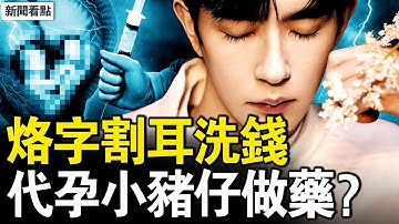 數百億外流澳洲；于朦朧曾被殘酷對待。辛奇早就要捕于？「紅毛」公然極端言論，電詐園深度曝光非法代孕產物竟被當作交易工具【新聞看點 李沐陽11.17】