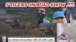 5 TIGERS ON ROAD SHOW 🐾🦁🙆🏻‍♀️TIGER SIGHTINGS IN TADOBA & UMRED EXPERIENCE 