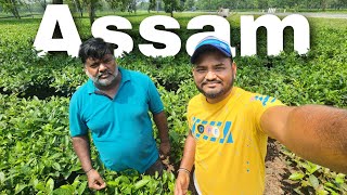 Assam Ka Famous Chai Patti Bagan Cooking With Indian Truck Driver 