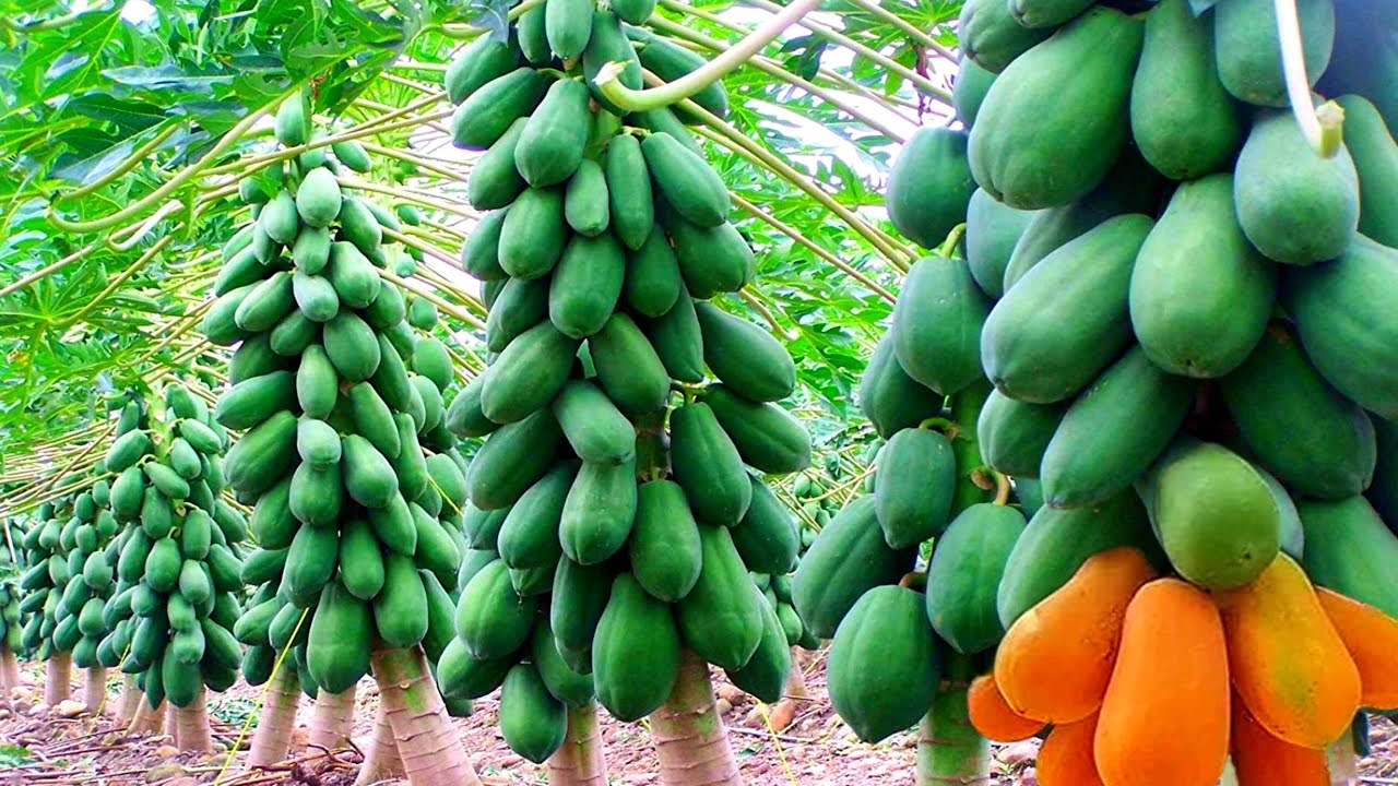पपीता की खेती Papita Ki Kheti Kaise Karen Papaya Farming In India