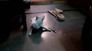 A cat playing with thread on mat