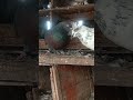 #pigeon #bird#kabutar#ytshorts #youtube#short#video