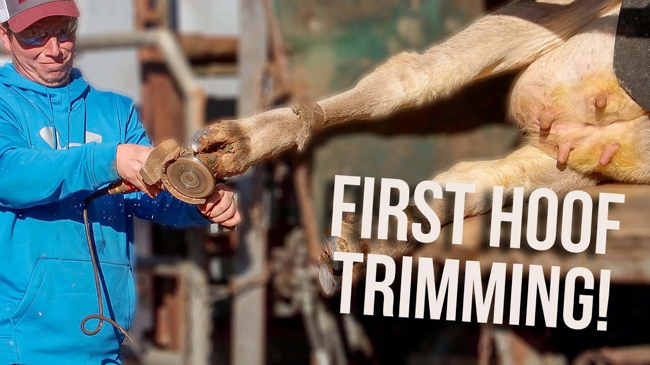 Cow Hoof Trimming Day! YouTube