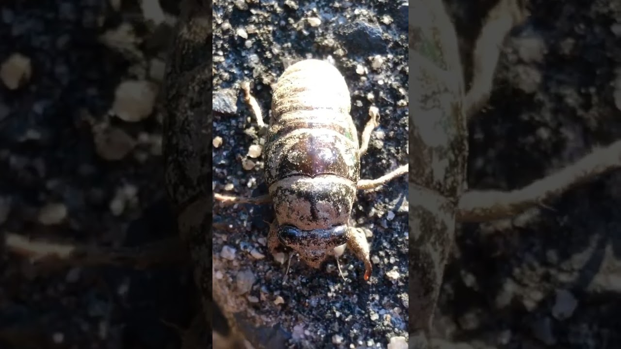 Cicada Nymph covered in dirt before molting