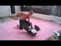 Blue nose pitbull sparing . More on Facebook Blue nose pitbull sparing . More on Facebook