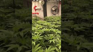 Day7 LED Gavita Floraflex Grow Show Joe