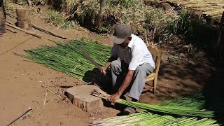 Hechos del Agro - Cultivo de tule