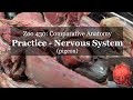 Practice pigeon nervous system