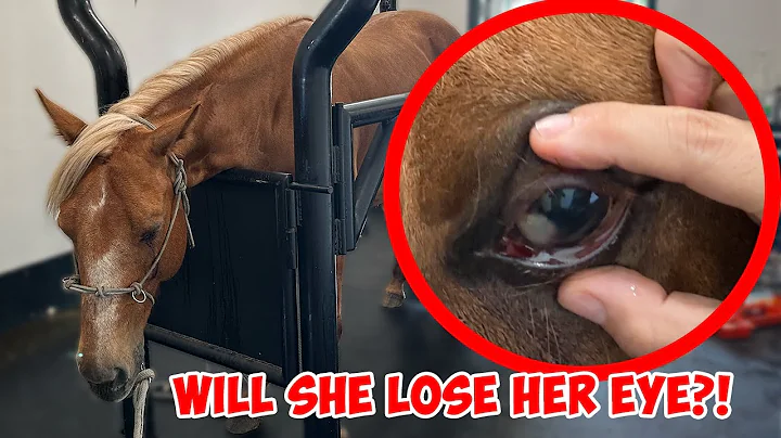 My Horse Get's a Procedure So She Doesn't Lose her Eye *Graphic*