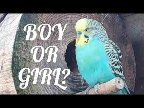 Vídeo: Meu Budgie é um menino ou uma menina?