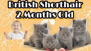 Cute Kittens - British Shorthair Cat 2 Months Old by Reebonz Cattery TV 1,610 views 1 year ago 4 minutes, 54 seconds