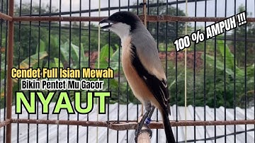 burung cendet gacor NARUNG FULL TEMBAKAN,, PANCINGAN CENDET AGAR BUNYI jadikan BURUNG PENTET GACOR