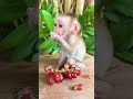 #monkey #adorably #babymonkey #adoreble #cute #animals #adorable #shorts