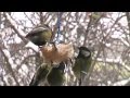 Жваві синички за моїм вікном. Lively titmouse on my window.