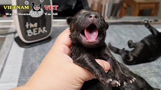 The first Crying of Newborn Puppy at Vet - They are talking with this new world