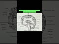 Diagramatic Representation Of Meninges and Cerebral Ventricles!!#representation #cerebral ❤️❤️