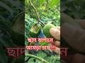 Hog Plum cultivation in my rooftop garden #fruit #hogplum#shortvideo#nature #viralvideos#gardening