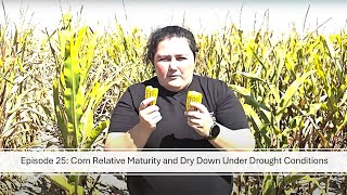 Season 3, Episode 25: Corn Relative Maturity and Dry Down under Drought Conditions