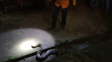 Vava suresh rescued Indian Python