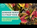 Summer venus flytrap tour