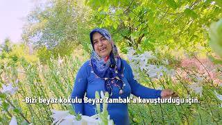 Beyaz Zambak Yetiştiriciliği Projesi ile kadınlar emeklerini üretime ve dayanışmaya dönüştürüyor