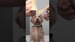 Tortilla challenge with our dog #dogs #shorts #funny #tortilla #labradoodle #challenge