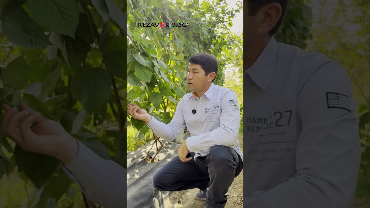 Yejevika Praym Ark Fridomning 5 ta kamchiligi 