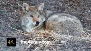 4K UHD - Coyote (Canis latrans) waking up while laying on the ground