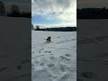 Snowbunny Lily #youtubeshorts